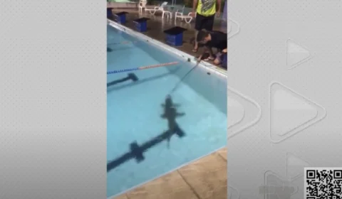Após dia chuvoso, jacaré entra em piscina de clube em Manaus; veja vídeo