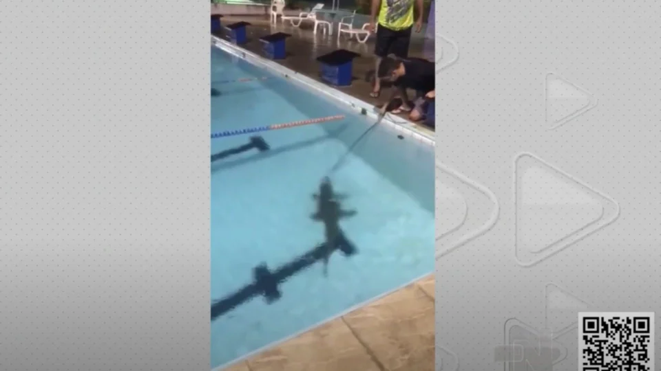 Após dia chuvoso, jacaré entra em piscina de clube em Manaus; veja vídeo