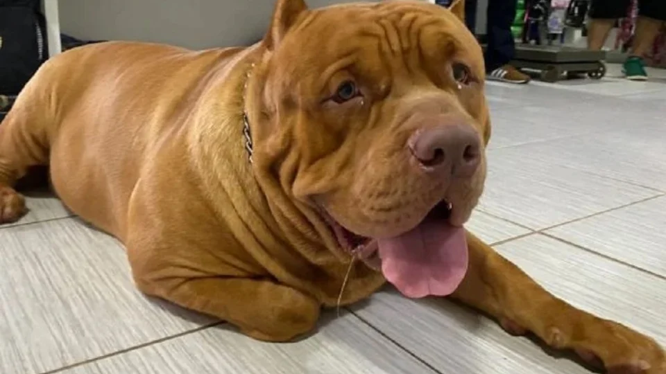 Mulher tem mãos e pés dilacerados após ataque de pit-bull, em Ribeirão Preto, São Paulo