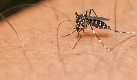 Ministério lança campanha contra mosquito da dengue