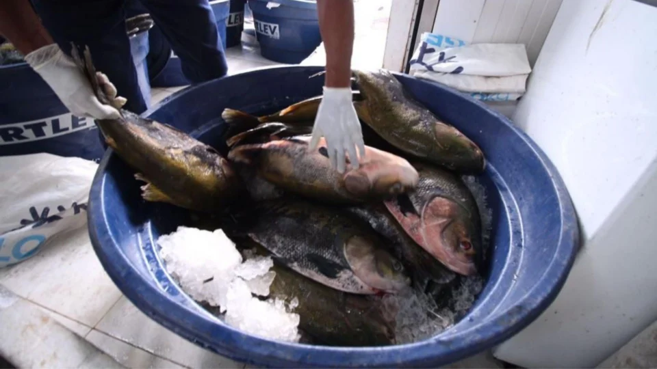 Em Manaus, Feira do Tambaqui acontece nesta sexta e sábado