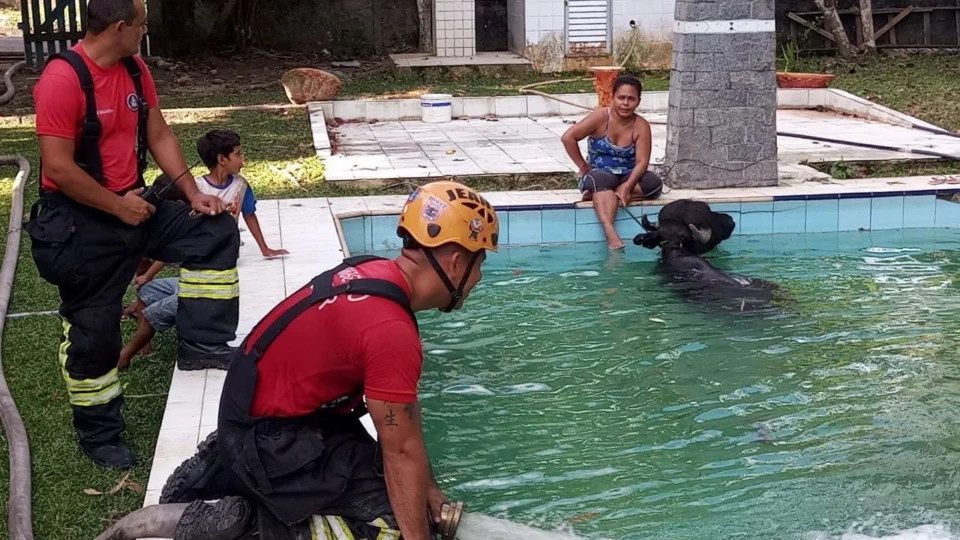 Búfalo é resgatado por bombeiros após cair em piscina de sítio, em Manaus