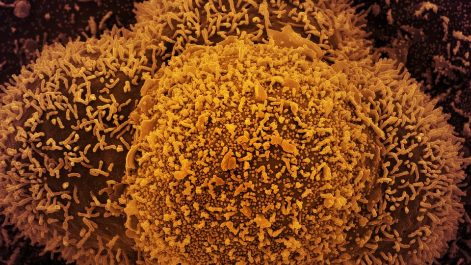 Estudo dinamarquês mostra que subvariante da ômicron é mais transmissível