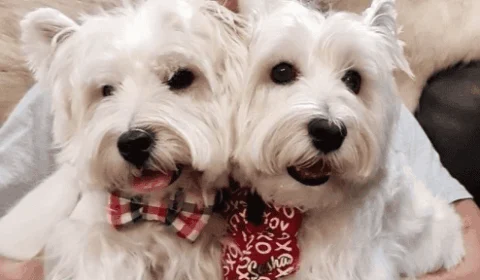 Cães viram influencers em Singapura; veja fotos