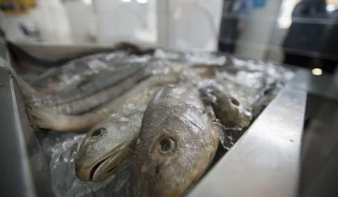 Além do Amazonas, mais três estados brasileiros registram casos da ‘Urina Preta’