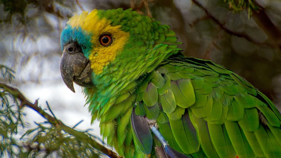 VÍDEO: Em Curitiba, papagaio aparece em câmera de monitoramento de rodovia e viraliza na internet