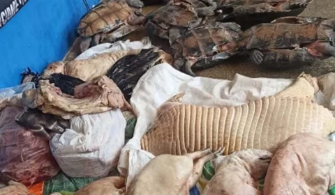 Operação Hórus apreende carnes ilegais e animais da fauna silvestre, no AM