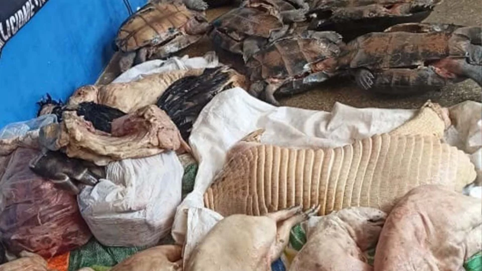 Operação Hórus apreende carnes ilegais e animais da fauna silvestre, no AM