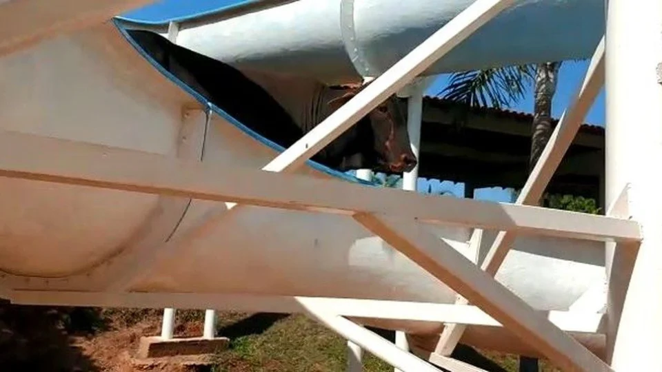 VÍDEO: Após escorregar de um tobogã, boi garrote escapa de ser abatido e ganha novo nome, em São Paulo