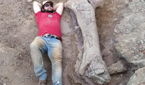 Pesquisadores investigam origem de imenso fóssil encontrado no Maranhão