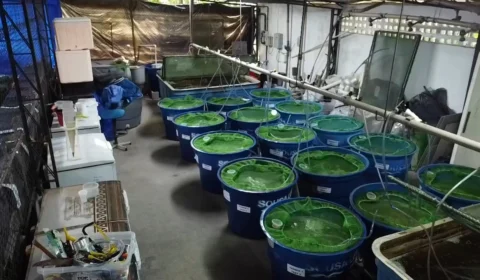 Pesquisa com bioflocos desenvolvida no Amazonas direcionada a piscicultura é destaque em revista científica nacional