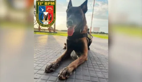 ‘Honda’ é homenageada pela SSP-AM; cadela morreu ao defender policiais de ataque de onça