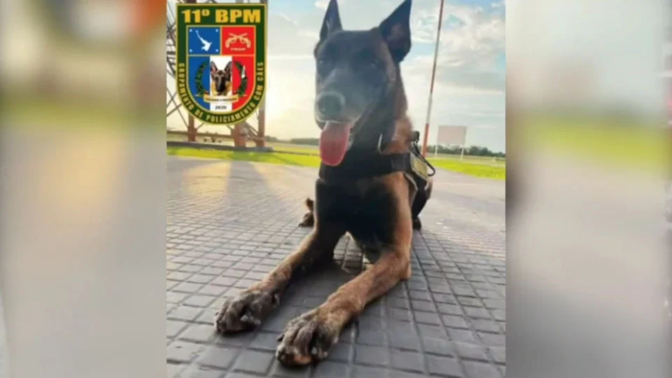 ‘Honda’ é homenageada pela SSP-AM; cadela morreu ao defender policiais de ataque de onça