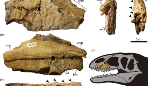 Dinossauro com dentes de tubarão é possível T.Rex