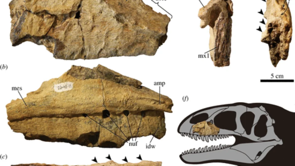 Dinossauro com dentes de tubarão é possível T.Rex