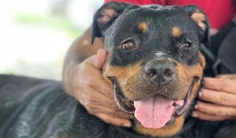 Rottweiler invade escola no bairro Nova Esperança e é resgatado pelo Corpo de Bombeiros, em Manaus