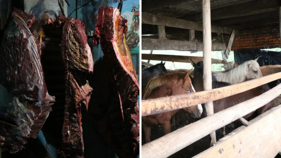 Operação ‘Hipo’ prende suspeitos de abater cavalos e vender carne a restaurantes no Rio Grande do Sul