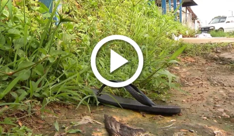 VÍDEO: desentendimento entre amigos acaba em morte na Zona Oeste de Manaus