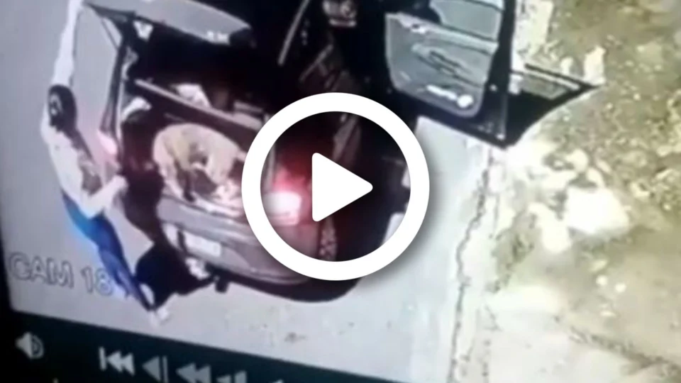 VÍDEO: mulher é flagrada por câmeras de segurança abandonando cachorros em rua