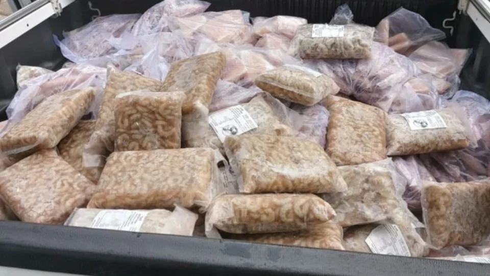 Operação ‘Lula Molusco’ apreende quatro toneladas de pescado em Manaus