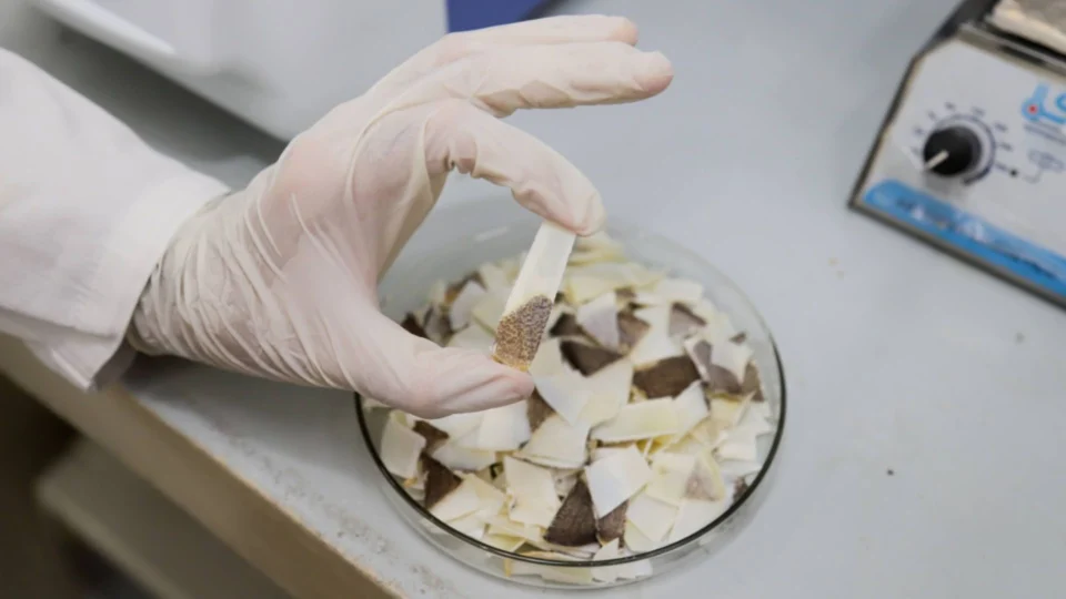 No AM, pesquisa da Fapeam aponta que escama do pirarucu pode servir para revestimento de implantes ósseos