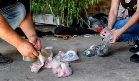 Cocaína ‘envenenada’ que matou mais de 20 pessoas na Argentina estava misturada com anestésico para elefantes