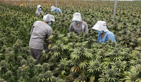 Colômbia ganha força no mercado de cannabis medicinal