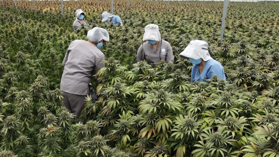Colômbia ganha força no mercado de cannabis medicinal