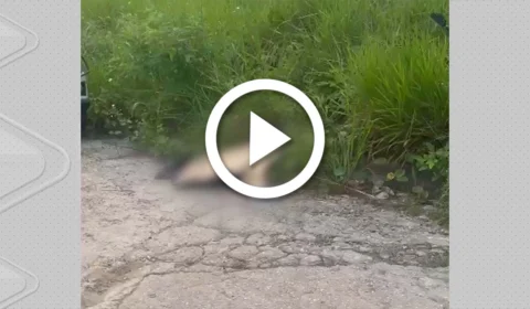 VÍDEO: corpo é encontrado em rua do Distrito Industrial II em Manaus