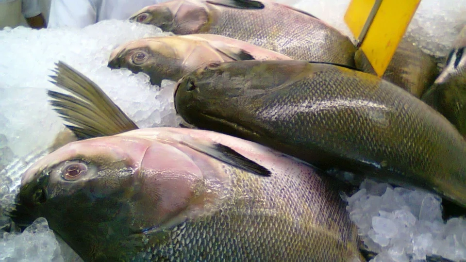 Doença da urina preta: Pará investiga sete casos e uma morte