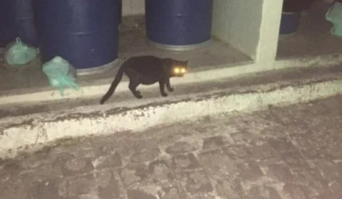 ‘Gatos’ entram com ação na Justiça contra condomínio na Paraíba