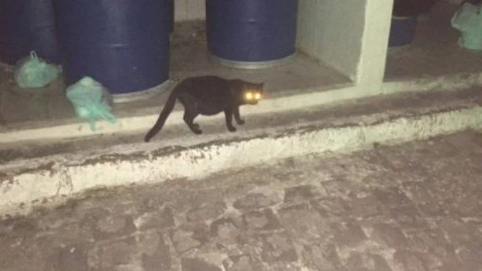 ‘Gatos’ entram com ação na Justiça contra condomínio na Paraíba