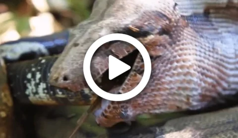 VÍDEO: jiboia é flagrada engolindo ‘lagarto gigante’ no quintal da casa de biólogo em Mato Grosso do Sul