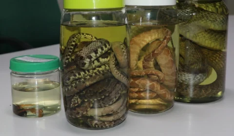 No AM, cidades de Manaus, Parintins e Itacoatiara lideram casos de acidentes com animais peçonhentos em 2021