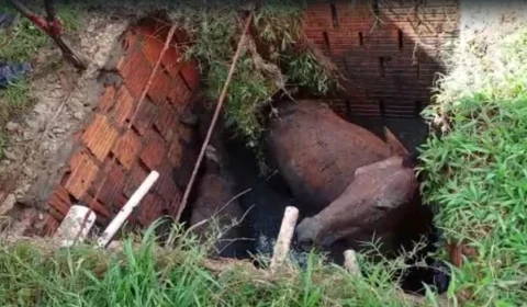 No AM, bombeiros resgatam cavalos que caíram dentro de fossa em Itacoatiara