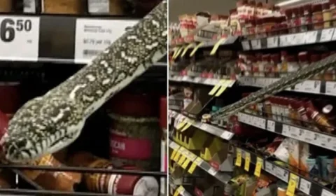 Cobra de 3 metros dá susto em prateleira de supermercado, mas é capturada por cliente
