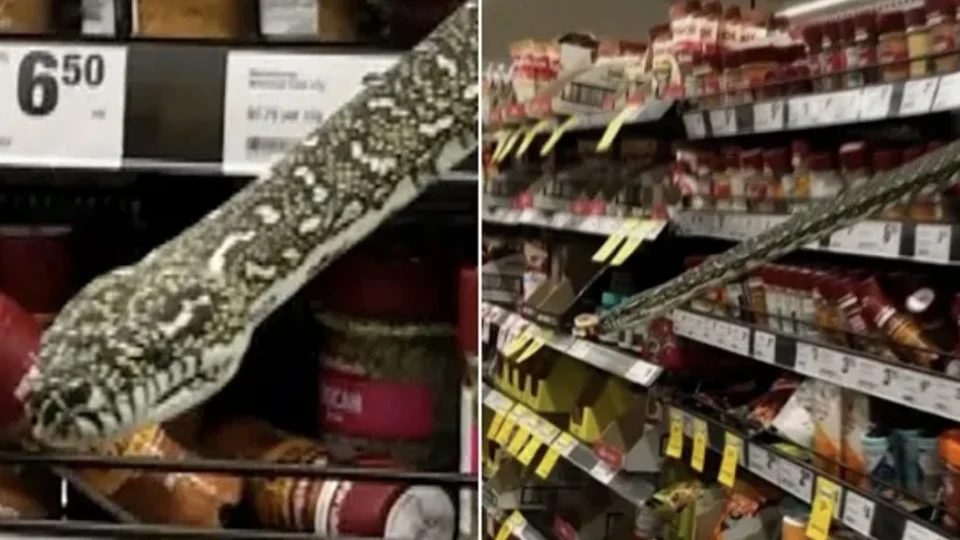 Cobra de 3 metros dá susto em prateleira de supermercado, mas é capturada por cliente