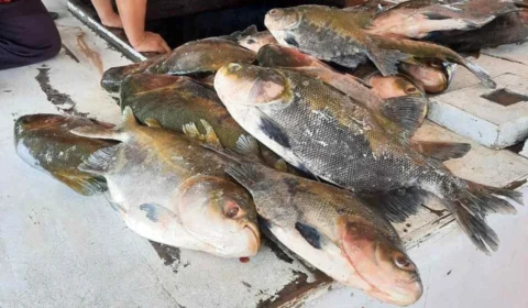 Mais de 600 quilos de pescado ilegal são apreendidos no rio Purus, em Beruri-AM