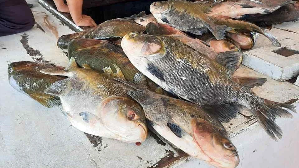 Mais de 600 quilos de pescado ilegal são apreendidos no rio Purus, em Beruri-AM