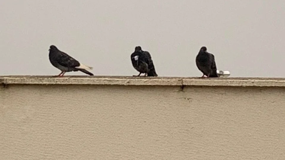 Pombo-correio: polícia flagra detentos enviando mensagens através de pombos no presídio de Formosa, GO