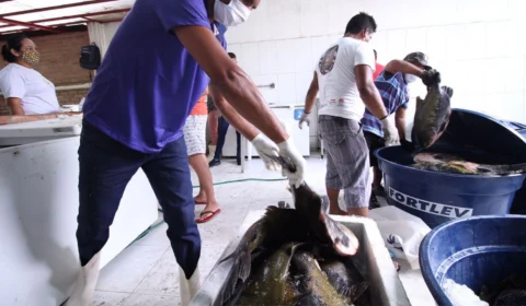 Em Manaus, Tambaqui da Reserva Mamirauá é vendido por preços que variam entre R$ 8 e R$ 16
