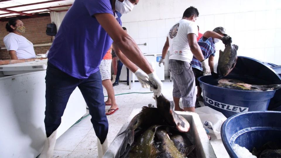 Em Manaus, Tambaqui da Reserva Mamirauá é vendido por preços que variam entre R$ 8 e R$ 16