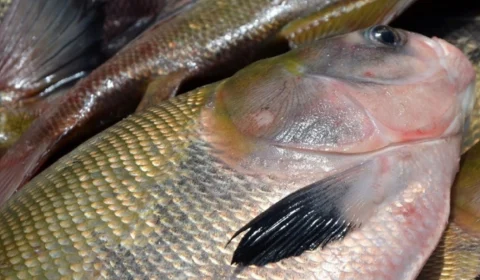 FVS-RP determina restrições do consumo de Pirapitinga, Pacu e Tambaqui em Itacoatiara-AM