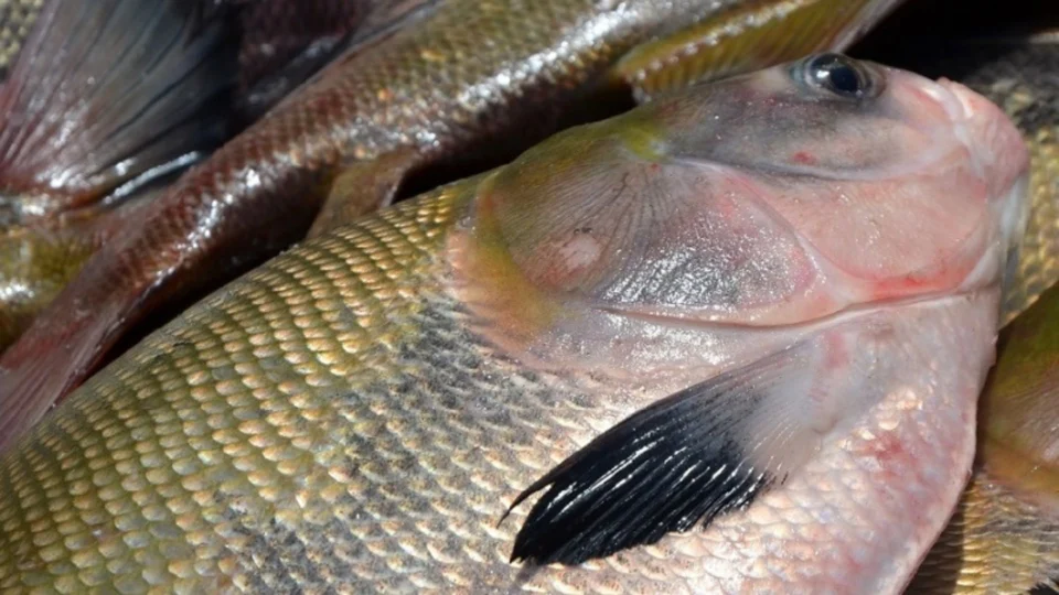 FVS-RP determina restrições do consumo de Pirapitinga, Pacu e Tambaqui em Itacoatiara-AM