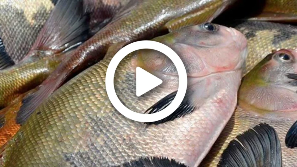 VÍDEO: FVS informa que dos 124 casos notificados da doença da ‘urina preta’ no Amazonas, 56 foram descartados