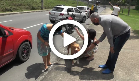 VÍDEO: em Manaus, cadela da raça PitBull é encontrada vagando na avenida das Torres