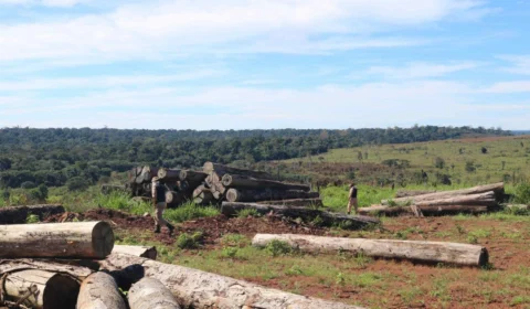 Operação Tamoiotatá receberá reforço policial para combater desmatamento