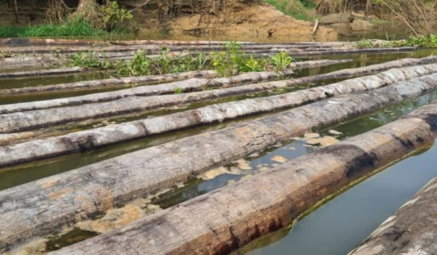 No Amazonas, madeira ilegal é apreendida em RDS Piagaçu-Purus