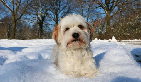 Menina é salva do frio após ficar abraçada a cachorro, na Sibéria
