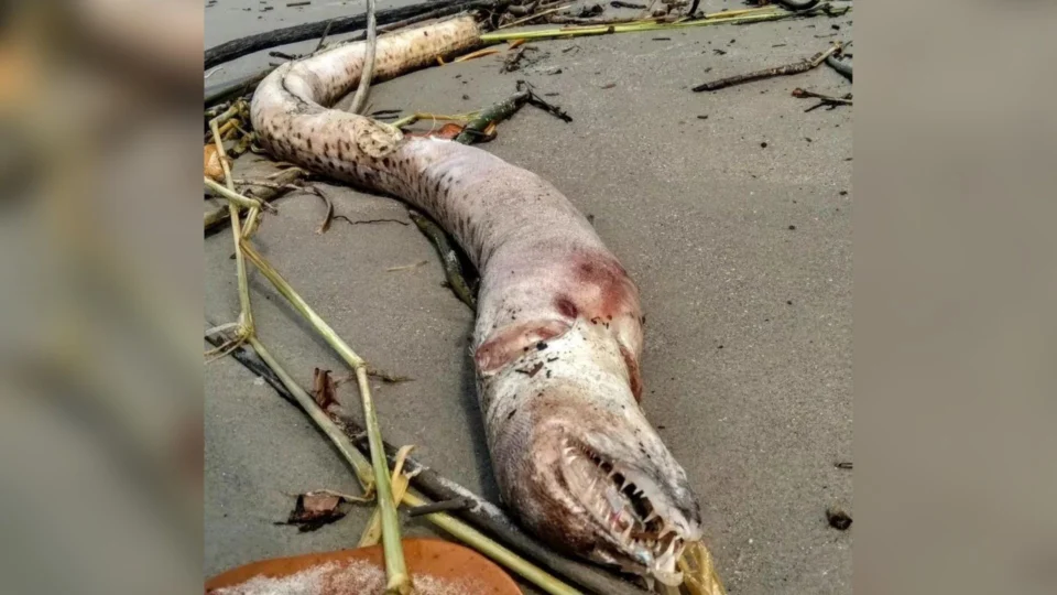 Animal marinho ‘assustador’ é encontrado morto em praia no litoral de São Paulo
